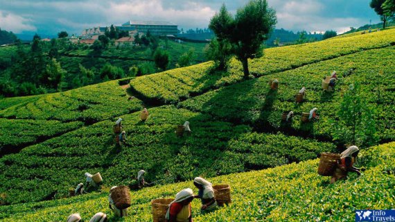 Чайные плантации в в Шри-Ланке